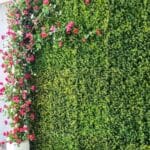 From Balcony to Backyard: How Artificial Green Walls Transform Any Space Instantly